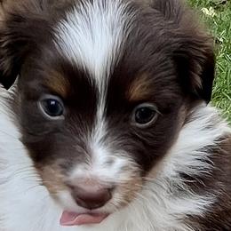 Toy Australian Shepherds from Buffy’s Little Aussies