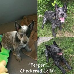 Australian Cattle Dog Puppies from Piney River Cattle Dogs