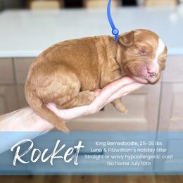 Rocket - male Bernedoodle puppy in South Jordan, Utah from Wonderful World Doodles