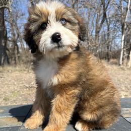 Hank - Chocolate merle male Bernedoodle puppy in Sioux Falls, South Dakota from WhiskeyCreek Doodles
