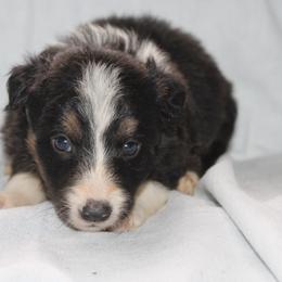Urban - Tri-color male Border Collie puppy in Cedartown, Georgia from Ferguson Border Collies