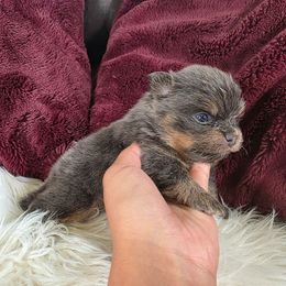 Gene Belcher - Blue and tan male Pomeranian puppy in Smithville, Texas from Lafary Poms