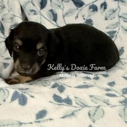 Black and Cream Male Longhair - Black and cream male Dachshund puppy in Cleveland, Tennessee from Kelly's Doxie Farm