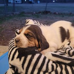 Basset Hounds from Stricklen Hounds