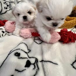 Shih Tzu puppies from Saraya’s Shih Tzus