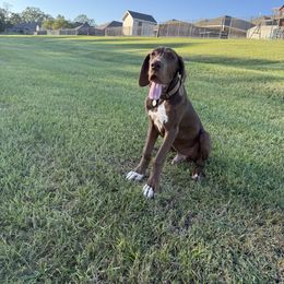 Wrath - Chocolate male Great Dane puppy in Prairieville, Louisiana from Southern Barron Danes & Dachshunds
