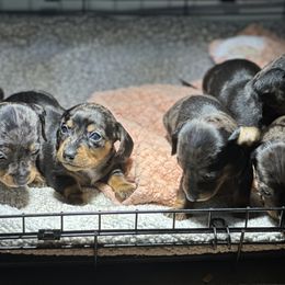 Dachshund Puppies from Rosey dachshund