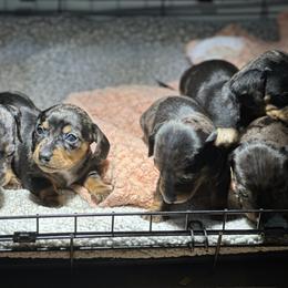 Dachshund Puppies from Rosey dachshund