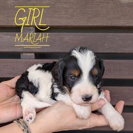 Mariah - Tri-color female Bernedoodle puppy in Cambridge, Minnesota from Country Meadow Doodles