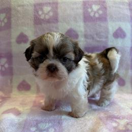 Kiora -AKC Champion Bloodline - Tricolor female Shih Tzu puppy in Long Beach, California from Prieto Shih-Tzu's