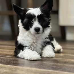 Turner - Black white and tan male Chinese Crested puppy in Venice, Florida from Crowned Chinese Cresteds