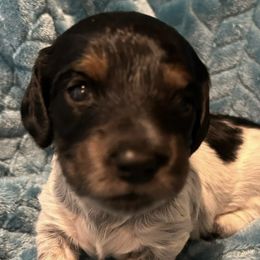 Dachshunds from LC's Doxie Central