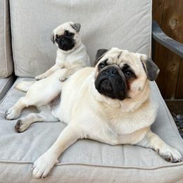 Golden Retriever and Pug Puppies from Ebert Pugs