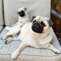 Golden Retriever and Pug Puppies from Ebert Pugs