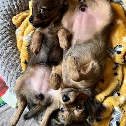 Prague Ratter Puppies from North Star Gem’s Prague Ratters
