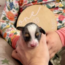 McDowell - Blue merle white and tan male Shetland Sheepdog puppy in Livonia, Michigan from M7’s Shelties, Toonies & AussieDoodles