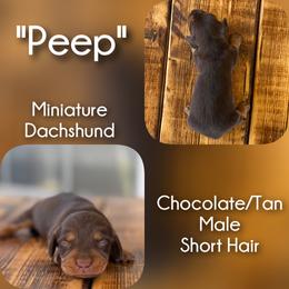 Peep - Chocolate and tan male Dachshund puppy in London, Kentucky from Steele Half Acre Homestead