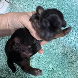 Black boy - Black and tan male Dachshund puppy in Fayetteville, Pennsylvania from PA's Darling Doxies