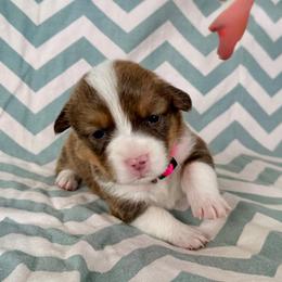 Liberty-Libby - Fawn female Pembroke Welsh Corgi puppy in Norman, Oklahoma from Charm Farm Corgis