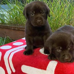 English Springer Spaniel and Labrador Retriever Puppies from Buffie Gonzales