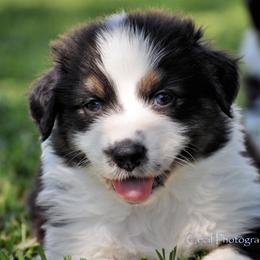 Australian Shepherd Puppies from Dovehawk Australian Shepherds