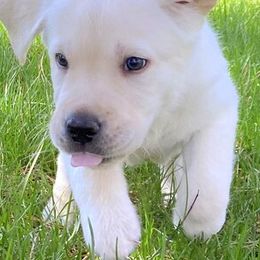 Dilute Retrievers from CaveInn Labradors
