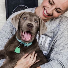 Dilute Retriever and Labrador Retriever Puppies from Hedge Lane Labradors
