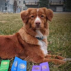 Melody - Nova Scotia Duck Tolling Retriever