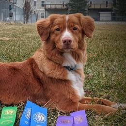 Melody - Nova Scotia Duck Tolling Retriever