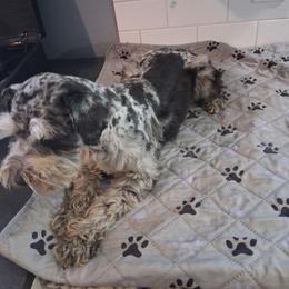 Magic - Miniature Schnauzer