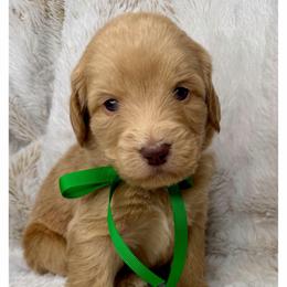 Airy - Caramel red male Australian Labradoodle puppy in Upland, California from Kings Labradoodles