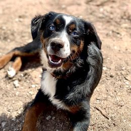 RAEVYN - Miniature Australian Shepherd