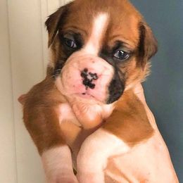 Boxers from Woodridge