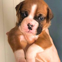Boxers from Woodridge