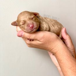 Goldendoodle Puppies from Winnie at Haven's Doodles