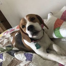 Beagles from Tammie Neville's Beagles