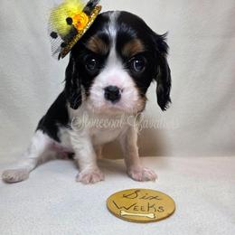 Crystal pending - Tri-color female Cavalier King Charles Spaniel puppy in Kermit, West Virginia from Stonecoal Cavaliers