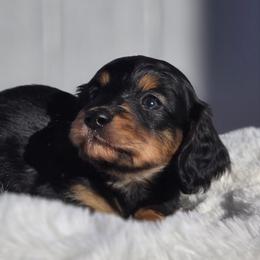 Dolly - Black and tan female Dachshund puppy in Mcminnville, Tennessee from Red Barn Farms Minis