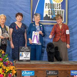 Vanessa - Poodle