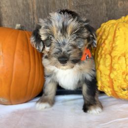 Aggie - Blue merle female Aussiedoodle puppy in Eastland, Texas from H5 Mini Doodles