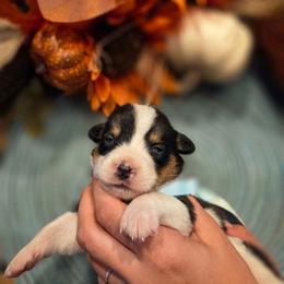 Male 1 - Black tri-color male Assorted Doodle Crosses puppy in Mouth Of Wilson, Virginia from Holly Ridge Aussies, Aussiedoodles & Corgis