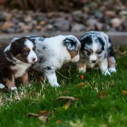 Miniature Australian Shepherd Puppies from Rockin D Mini Aussies