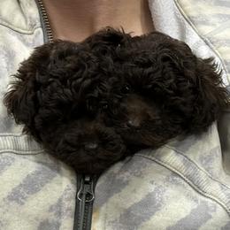 Poodle Puppies from KC Poodles of PA