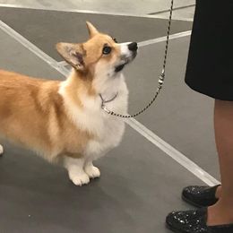 Coton de Tulear and Pembroke Welsh Corgi All Grown Up from Marnac