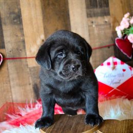 Labrador Retriever Puppies from Prince Labradors