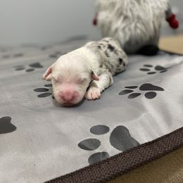 Olaf - Merle Assorted Doodle Crosses puppy in Powder Springs, Georgia from Everyone Loves Doodlez