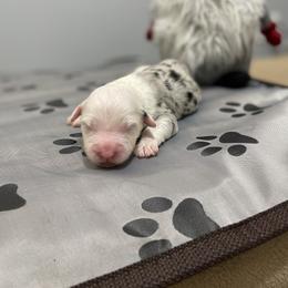Olaf - Merle Assorted Doodle Crosses puppy in Powder Springs, Georgia from Everyone Loves Doodlez