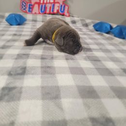 Yellow collar female - Gray brindle female Cane Corso puppy in Westerville, Ohio from Elite Empire Cane Corso