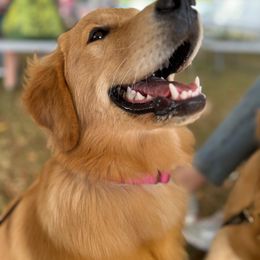 Golden Retriever Puppies from Hope Service Dogs, Inc