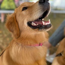 Golden Retriever Puppies from Hope Service Dogs, Inc